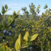 Bacche di mirto sardo selvatico