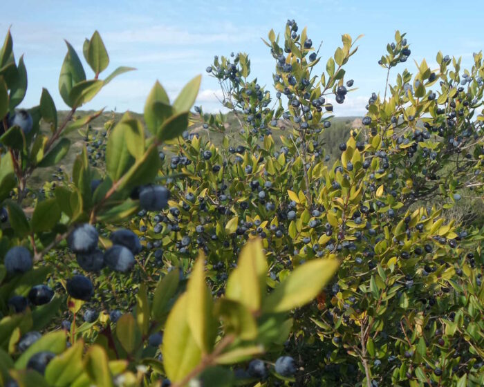 Bacche di mirto sardo selvatico