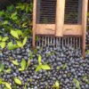Bacche di mirto sardo raccolte a mano