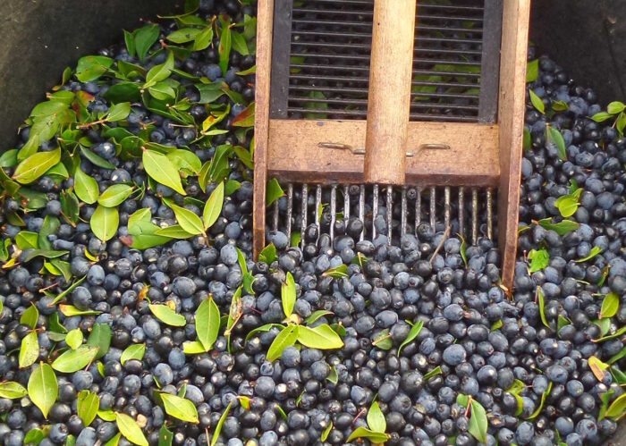 Bacche di mirto sardo raccolte a mano
