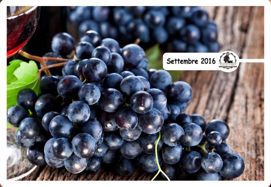 TEMPO DI VENDEMMIA – TEMPO DI EMOZIONI E SAPORI UNICI